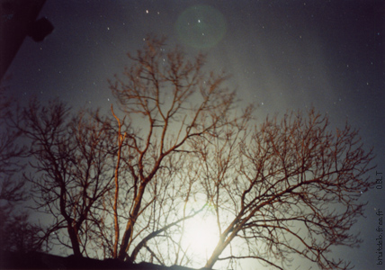 Arbres + lune / Mars 02